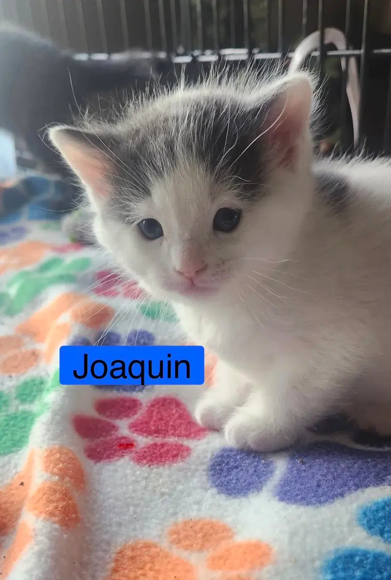 Joaquin, photo 3