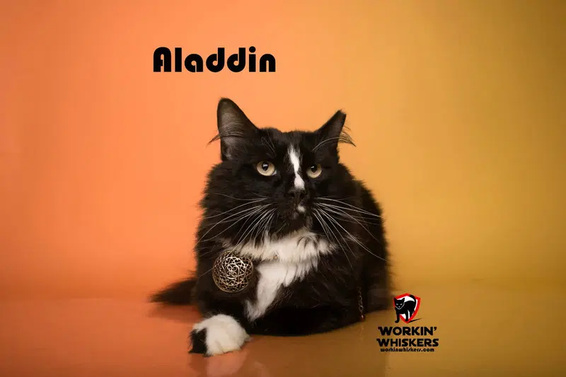 Aladdin, photo 3
