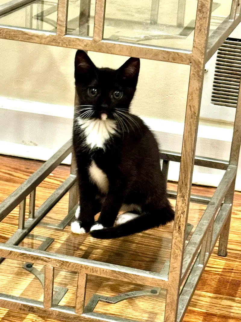 Nadine's Dr Pepper KITTEN, photo 2