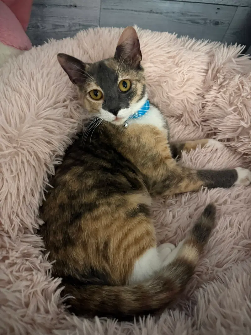 Minney, a female kitten up for adoption