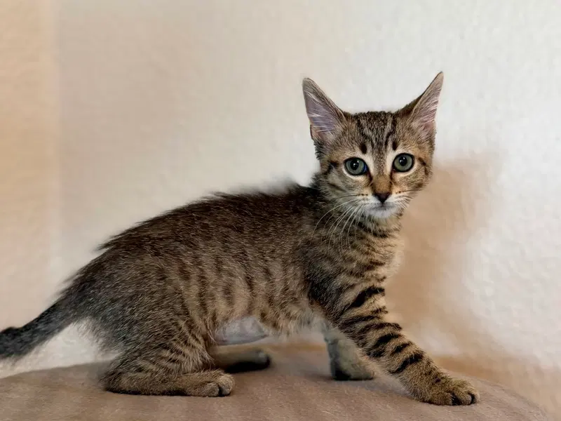 Princess Vespa, photo 2