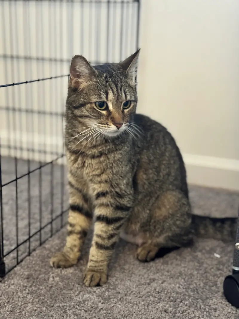 Jolene, an adult female Tabby cat up for adoption