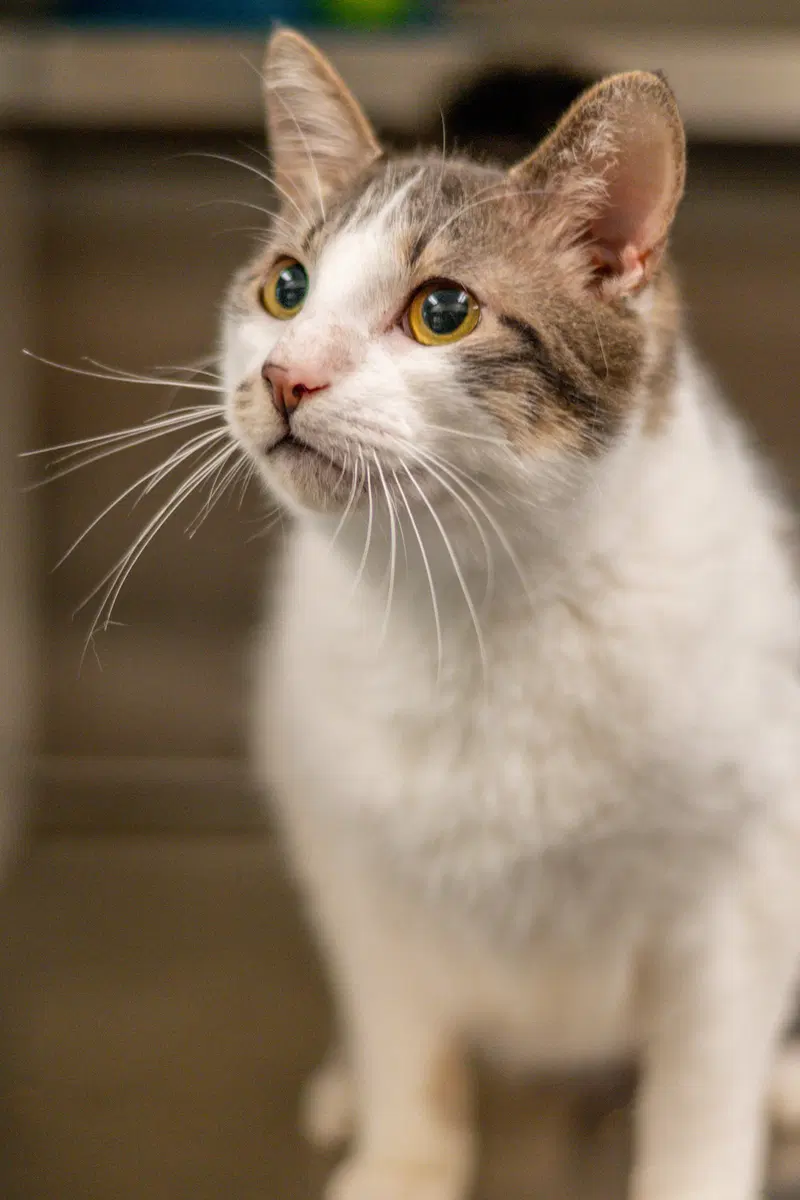 Oliver, photo 3
