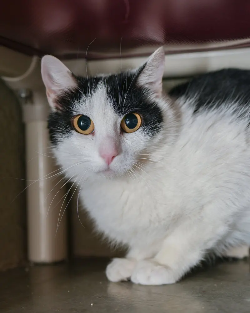 Gully, an adult female cat up for adoption