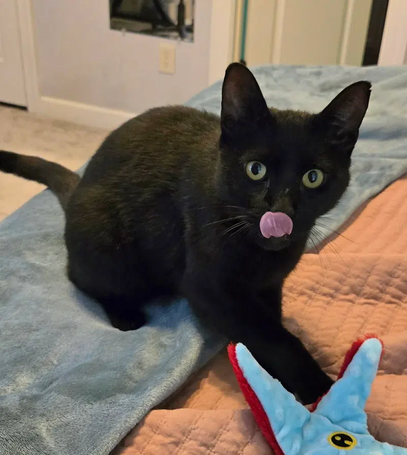 Merlin, an adult male cat up for adoption