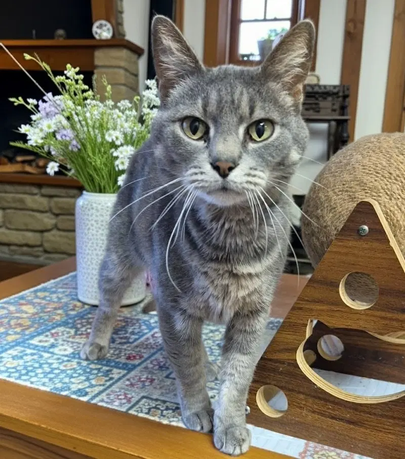 Alpaca, an adult female cat up for adoption