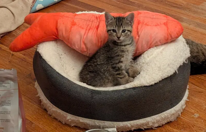 C321 Litter Lilac, photo 2