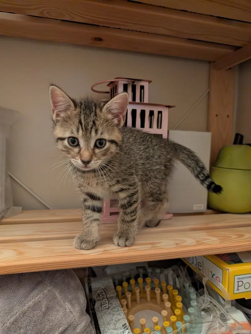 C321 Litter Lilac, photo 3