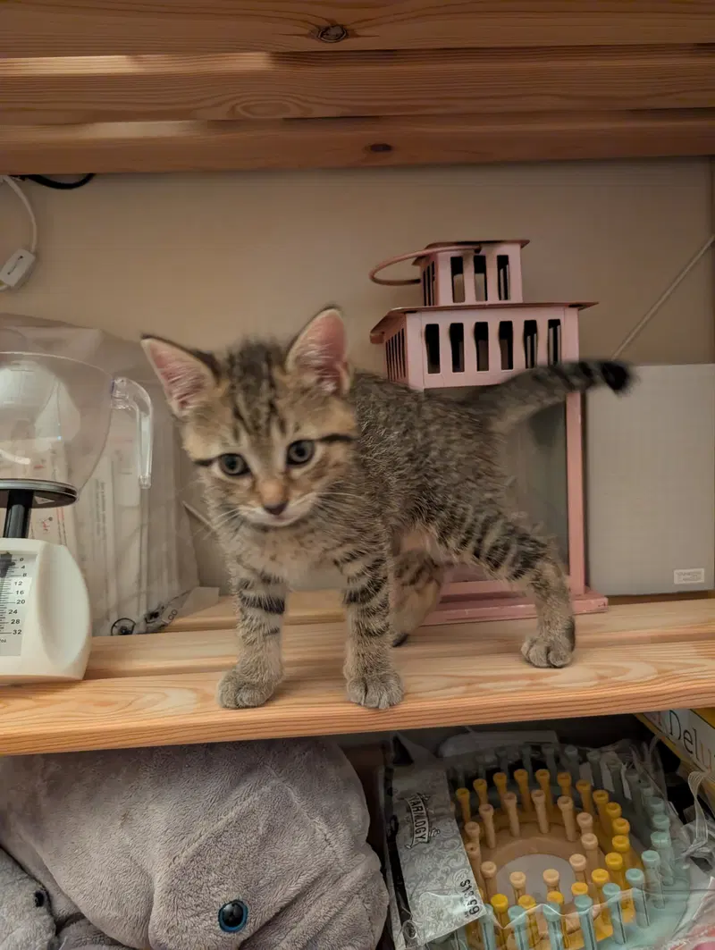 C321 Litter Lilac, photo 5