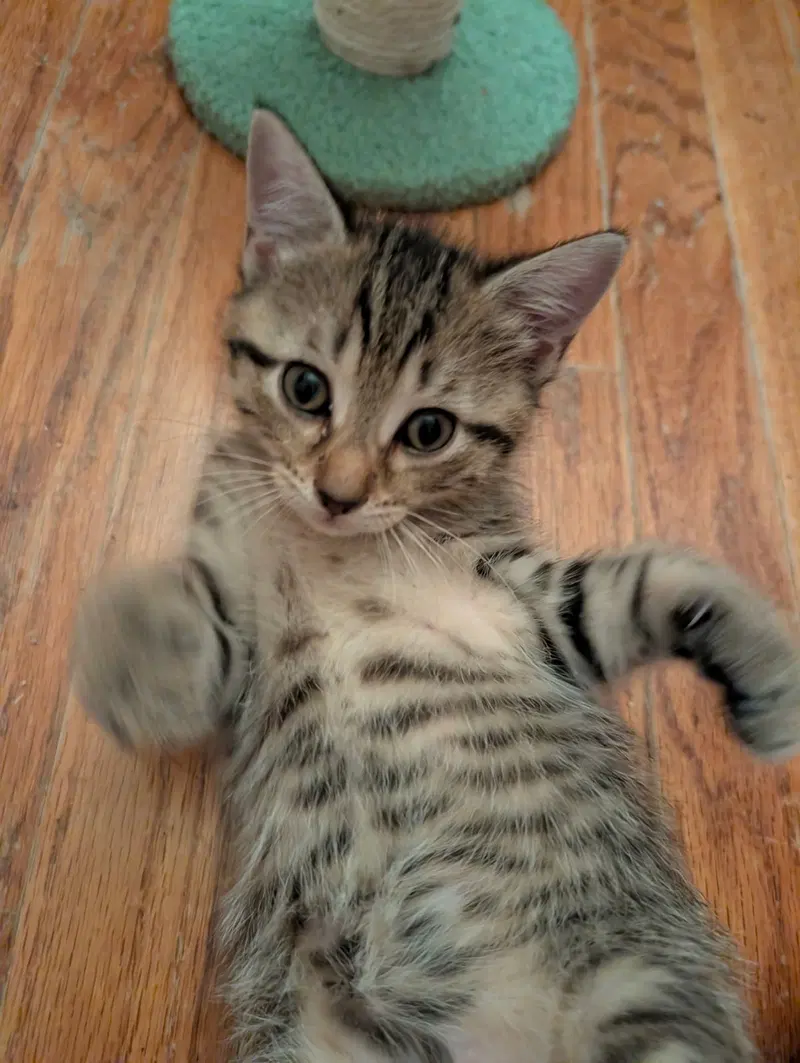 C321 Litter Lilac, photo 6