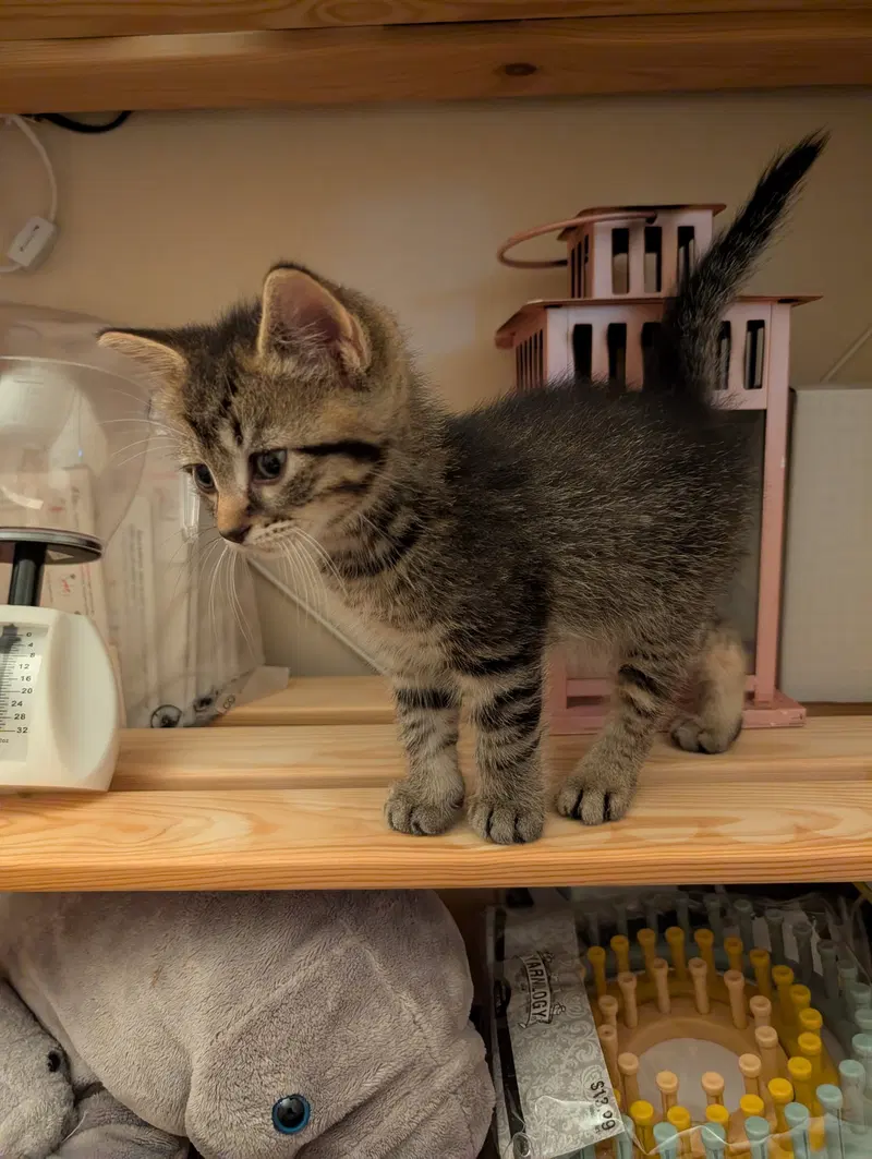 C321 Litter Elmer, photo 3