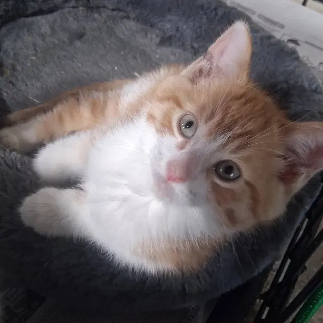 Simba, photo 2