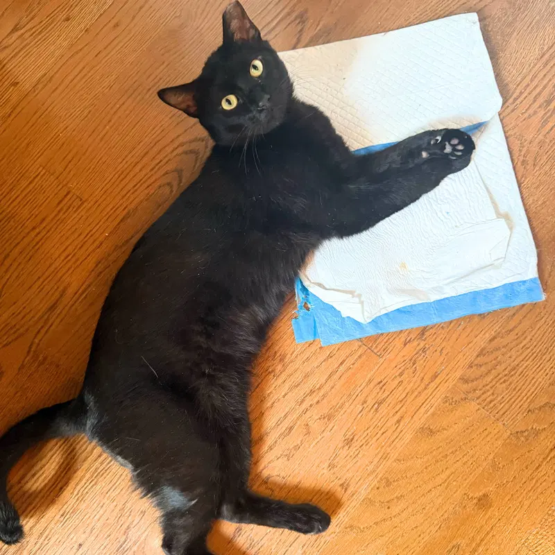 Delmar, an adult male cat up for adoption