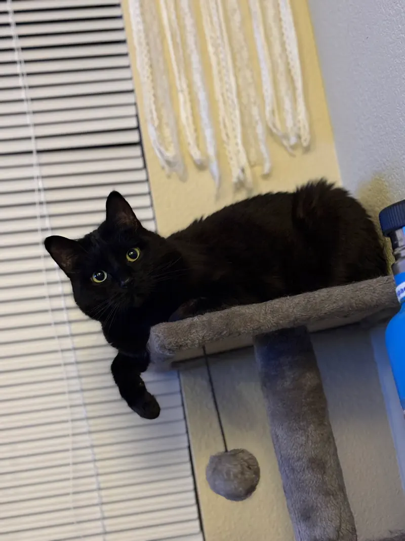 Boo Boo Kitty, photo 2