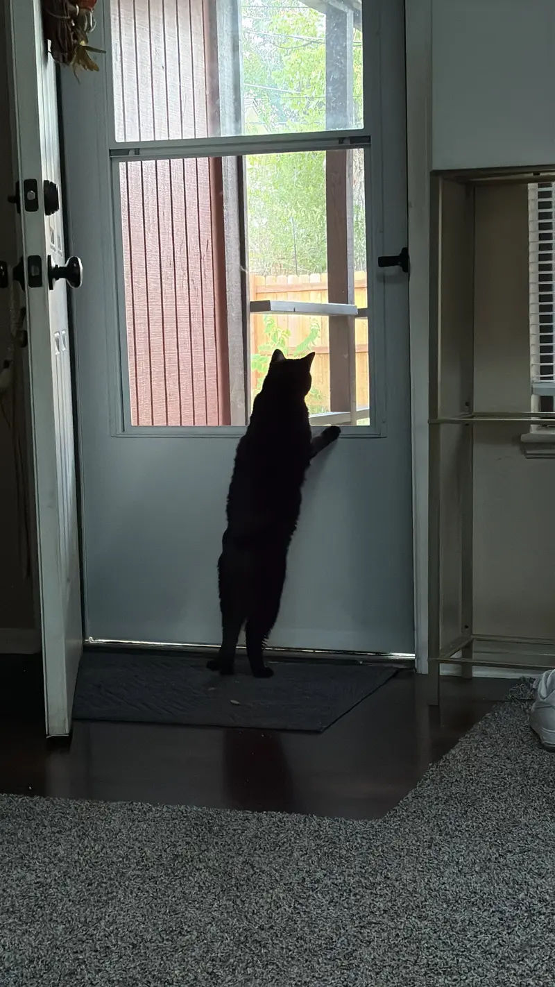 Boo Boo Kitty, photo 3
