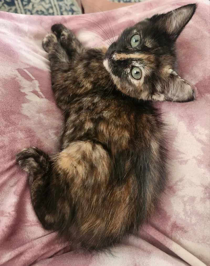 Espresso, a young female cat up for adoption