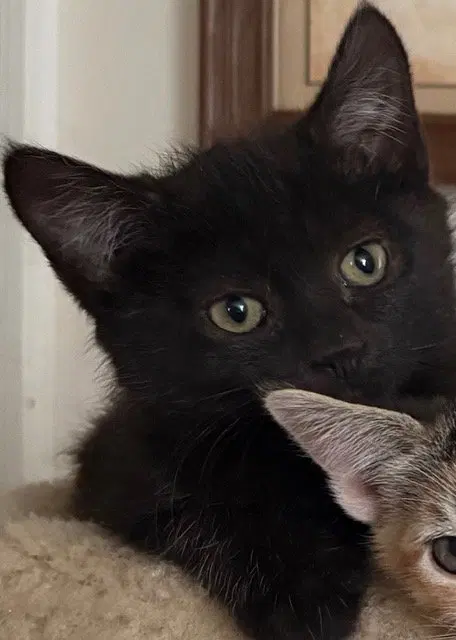 Raven KITTEN, photo 4