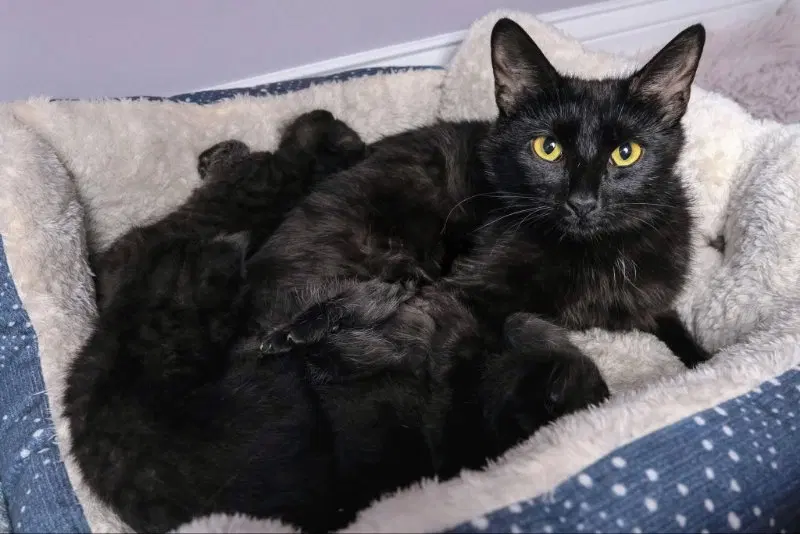 Mama Indigo, photo 8