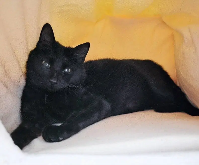 Mama Indigo, photo 9