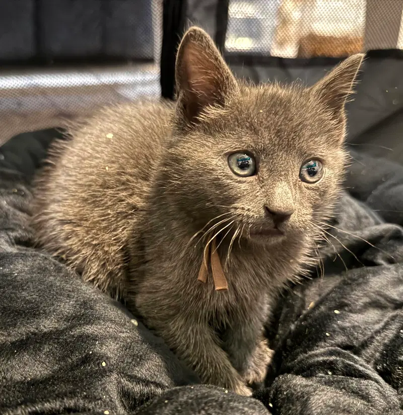 Charcoal not at the Shelter, photo 5
