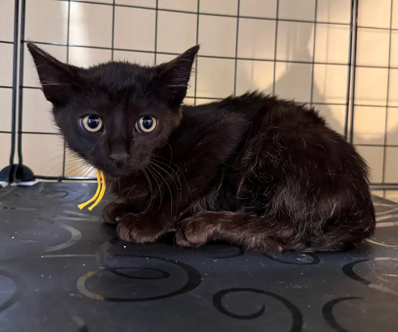 Frankenstein not at the shelter, photo 6