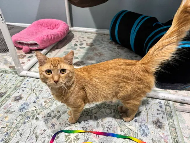 Iron, a young male cat up for adoption