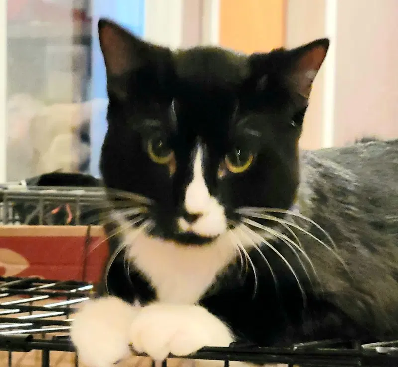 Atlas, an adult male Bombay cat up for adoption