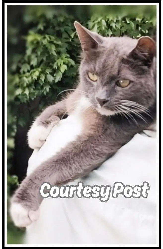 Big Boy, a senior male cat up for adoption