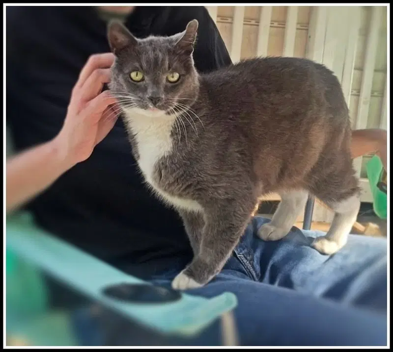 Big Boy, photo 3