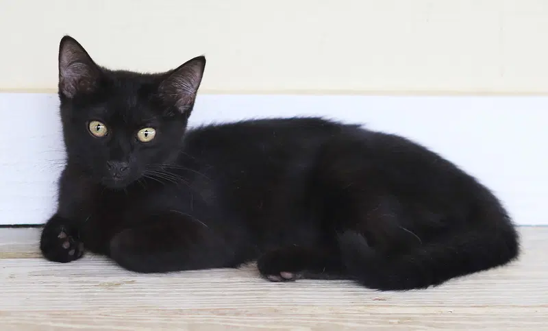 Buttercup, photo 4