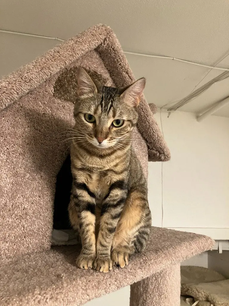 Cleo/Mabel, an adult female cat up for adoption