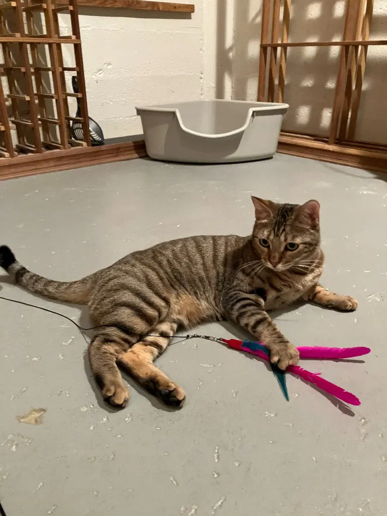 Cleo/Mabel, photo 2