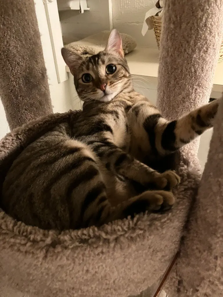 Cleo/Mabel, photo 3