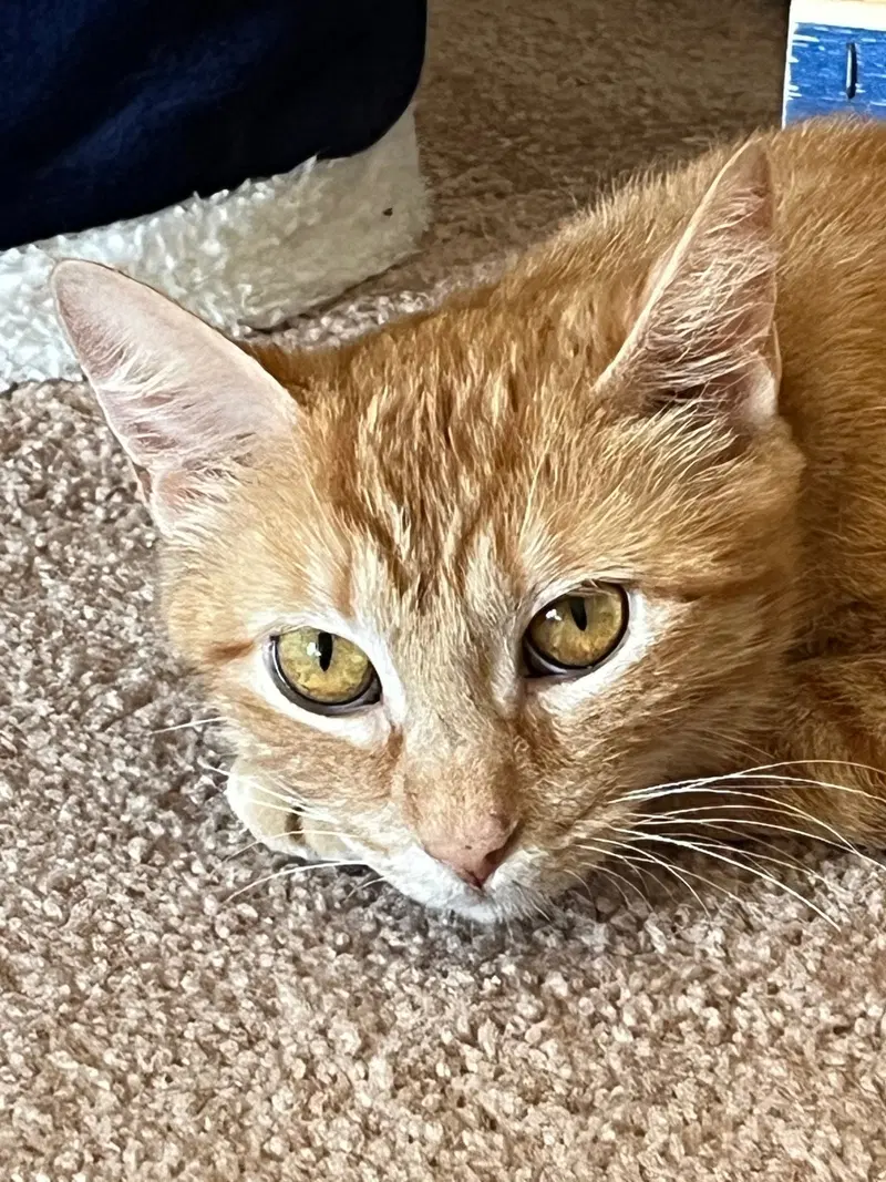 Daisy, photo 2