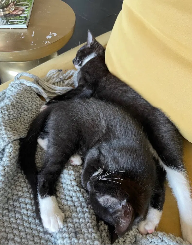Daisy, and Damian, photo 8
