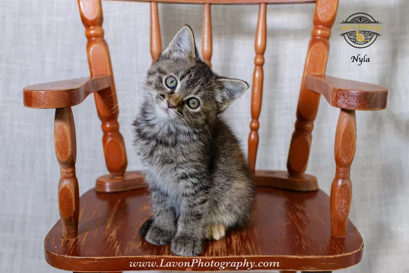 Nyla, photo 8