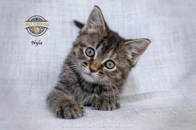Nyla, photo 9