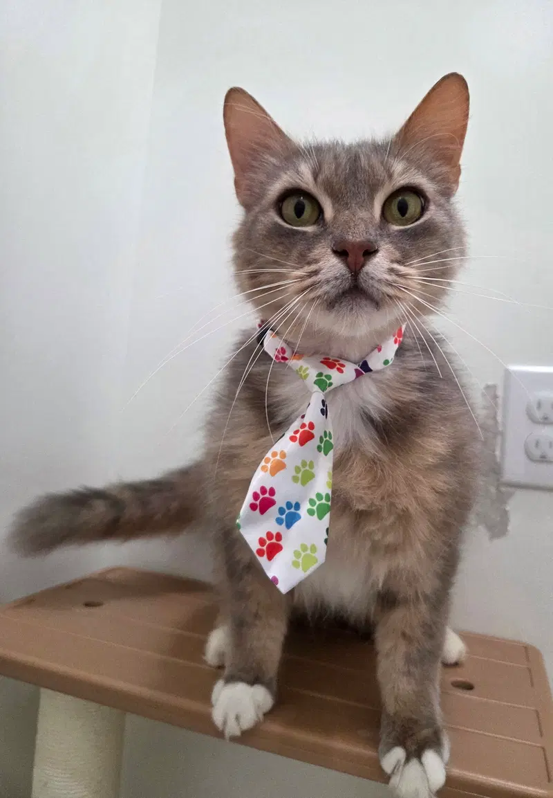 Lucky, a young male cat up for adoption