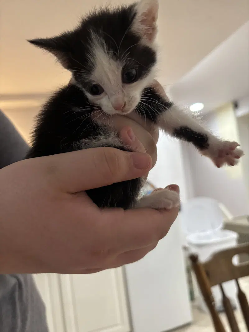 Cat, photo 6