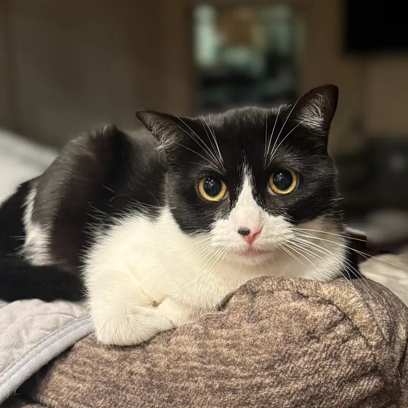 Whisper, a young female Tuxedo cat up for adoption