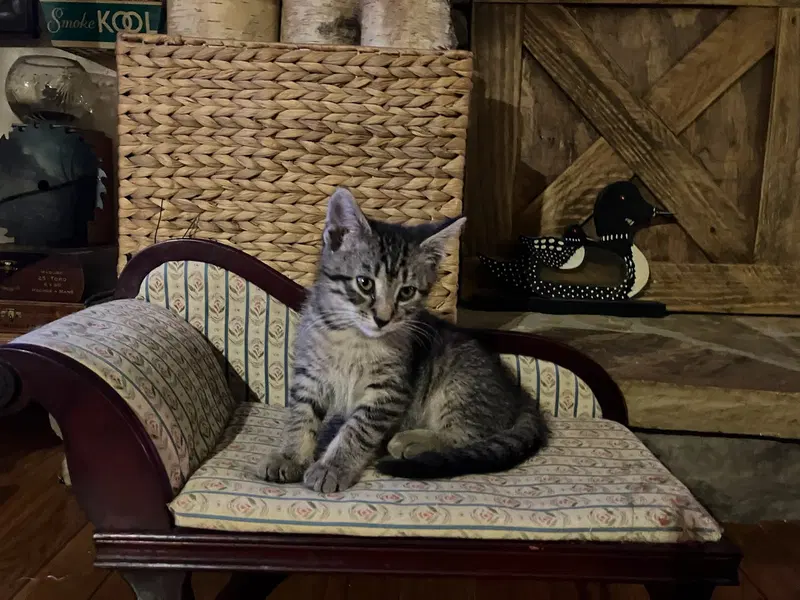 Gabby, photo 2