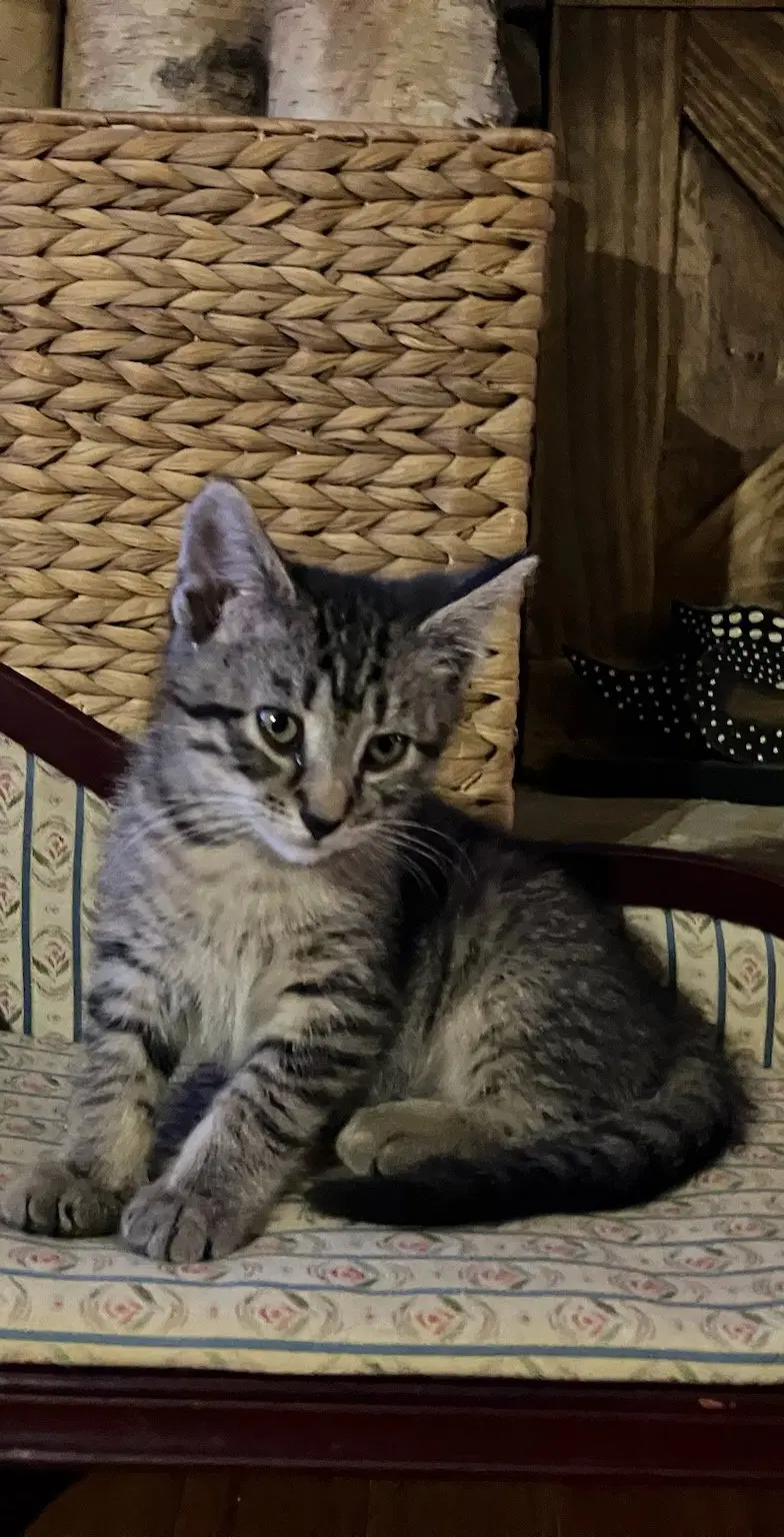 Gabby, photo 3