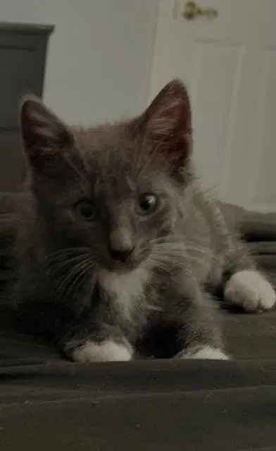 Delphine's Lance KITTEN, photo 2