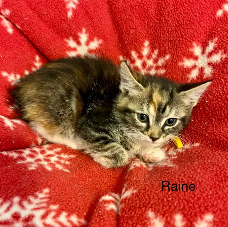 Raine, photo 6