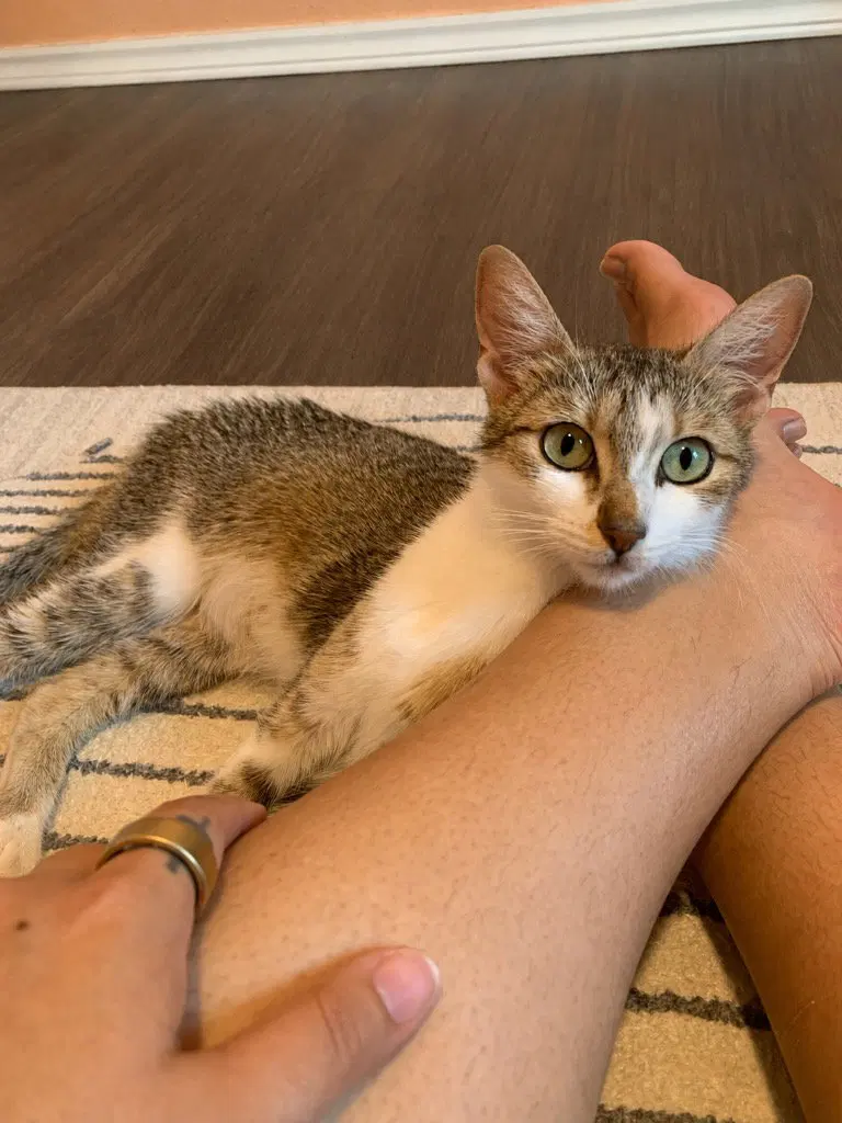Nova, photo 3