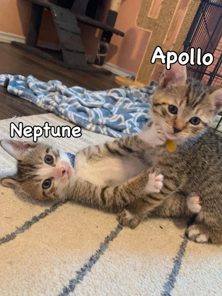 Neptune, photo 2