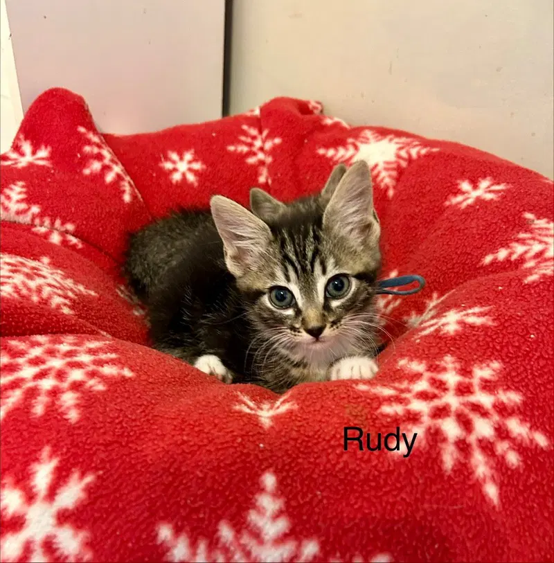 Rudy, photo 7