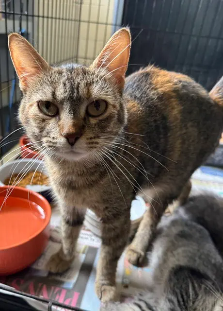 Betty, an adult female cat up for adoption