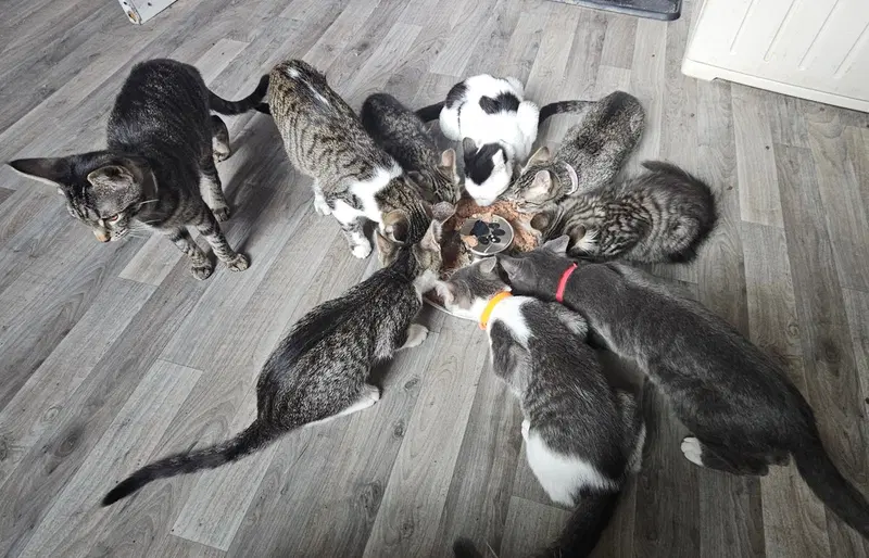 Sailor, Peg leg Pete, Marina AND OTHER KITTENS, photo 3