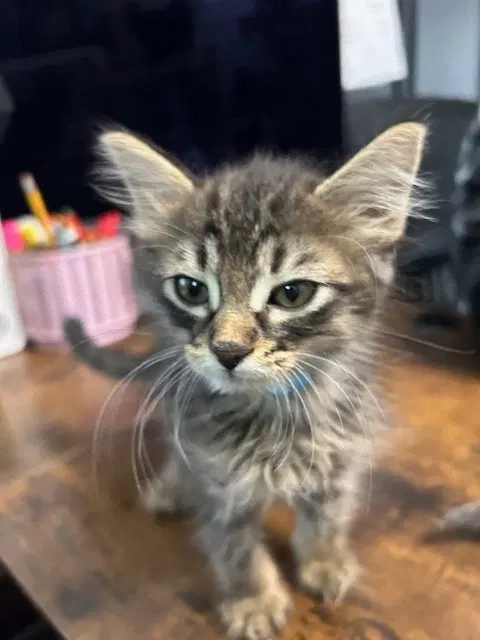 Sailor, Peg leg Pete, Marina AND OTHER KITTENS, photo 4